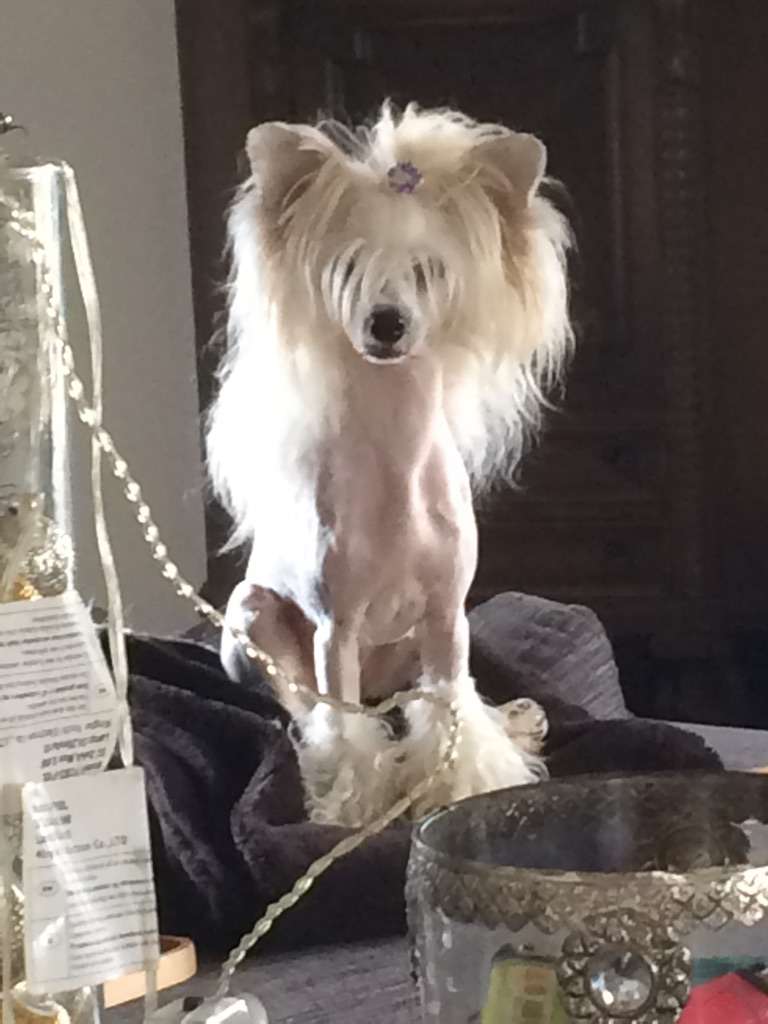 Maximilla's Bright Miss Attitude