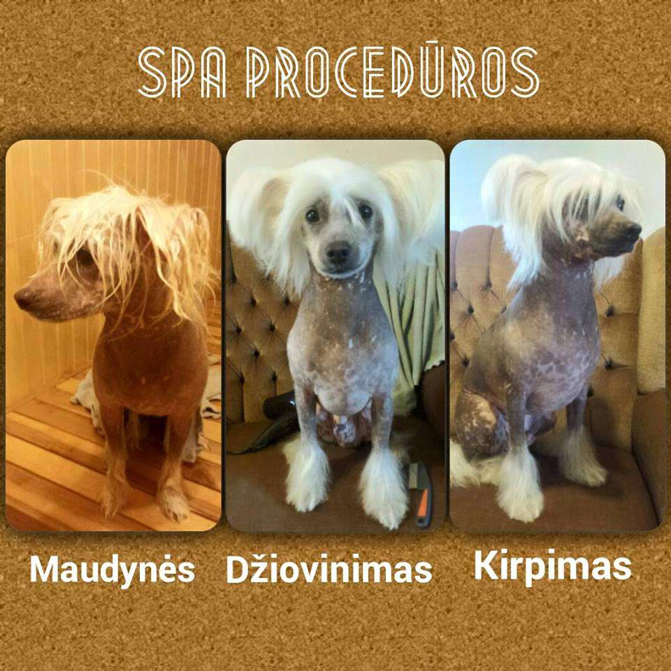 Dazzle Winner Epocha