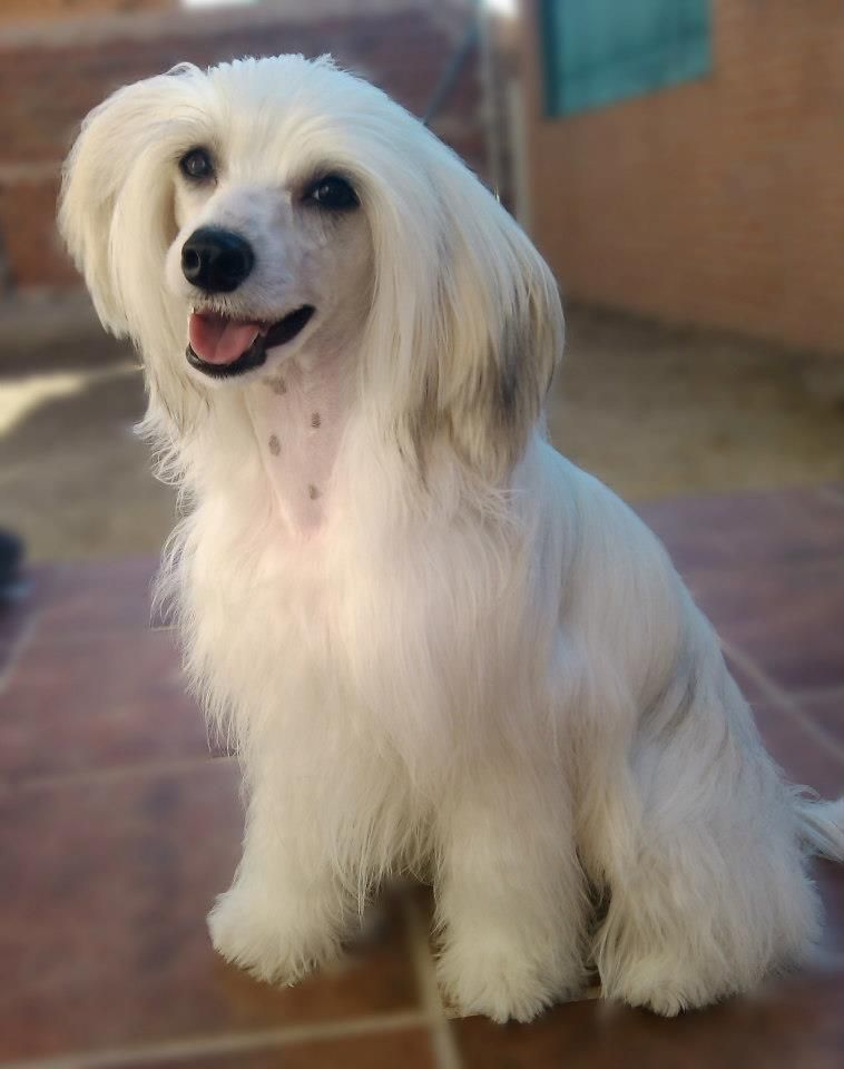 "Volcancrest" Sweet Cotton Ball