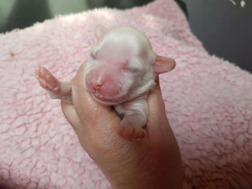 Tournais MR Fancy Pants