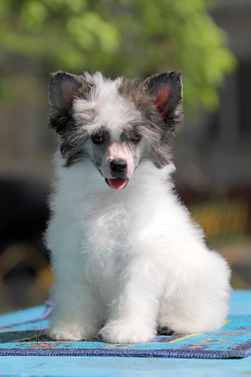 Angel O' Check Caramel