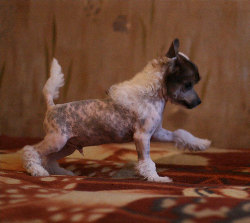 Znamenityi Dominique