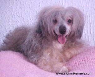 Signori Mimifyre Rosie