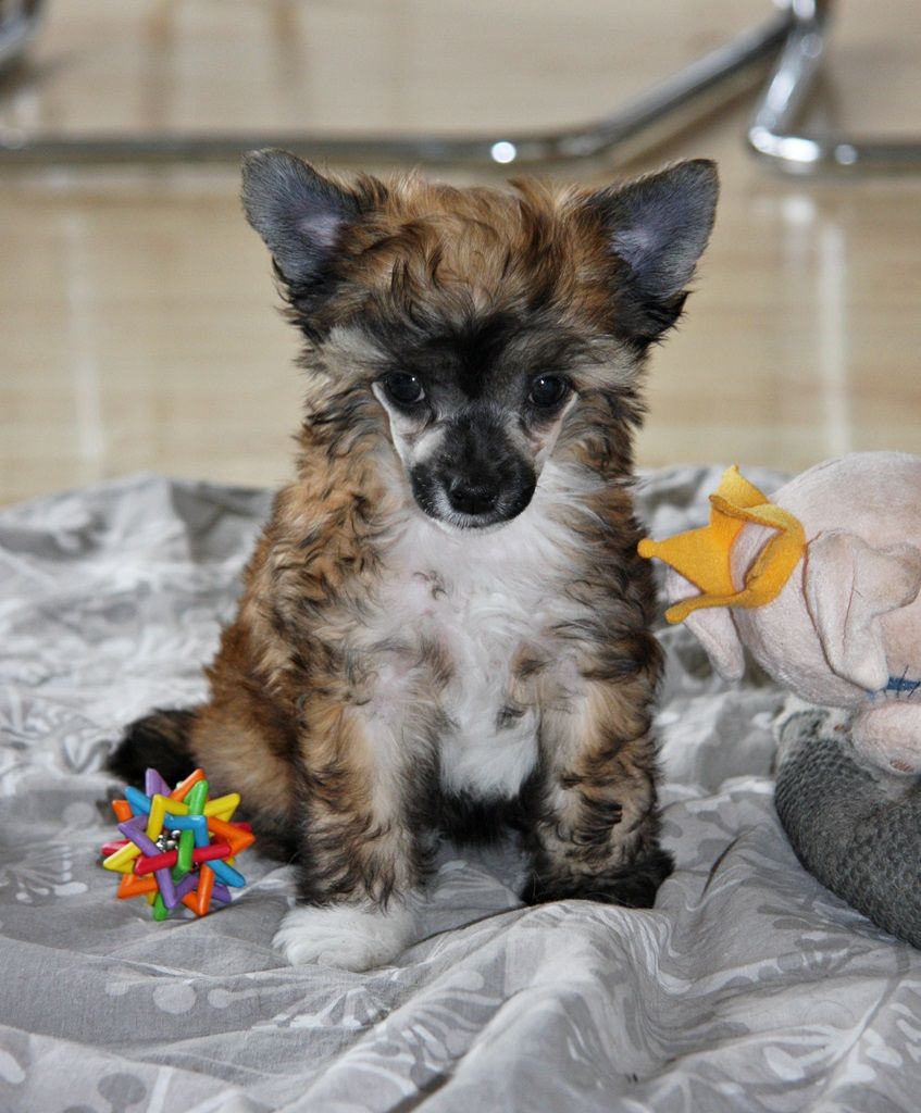 Fluffysteps Found The Sweetspot