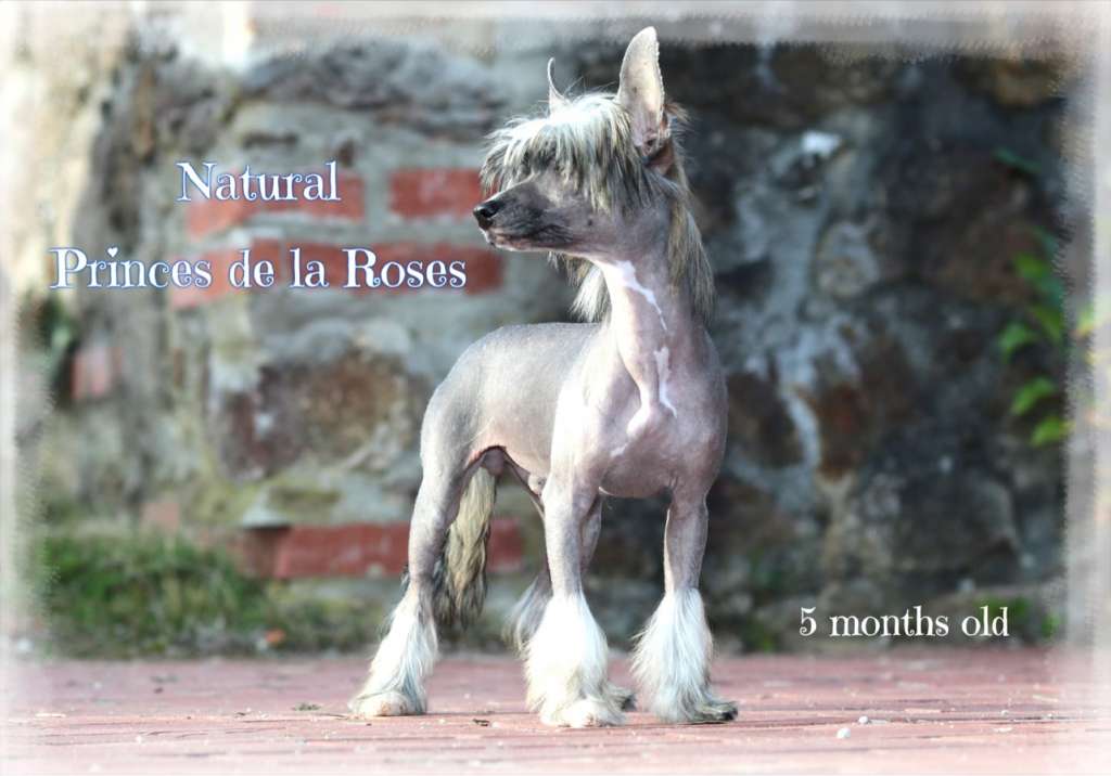 Natural Princes de la Roses