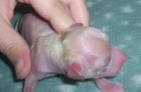 Daybreak Couch Potato