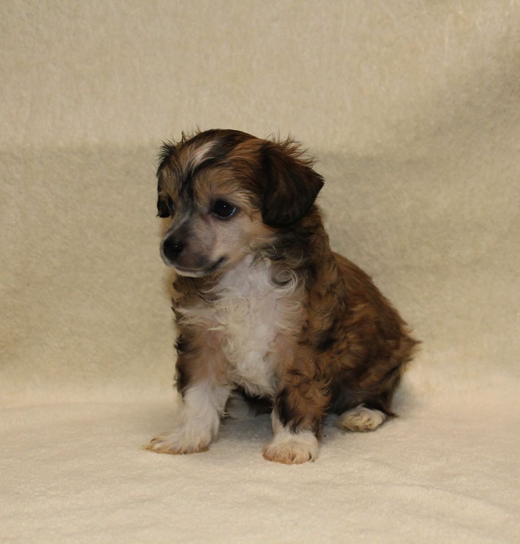 Family Song's Vixien Mignon