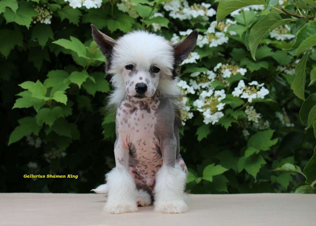 Gallurius Shaman King