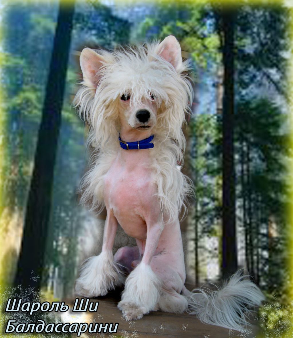 Sharol Shi Baldassarini