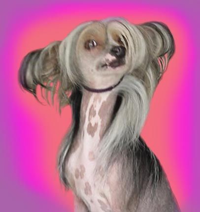 Avalon's Barlow Girl