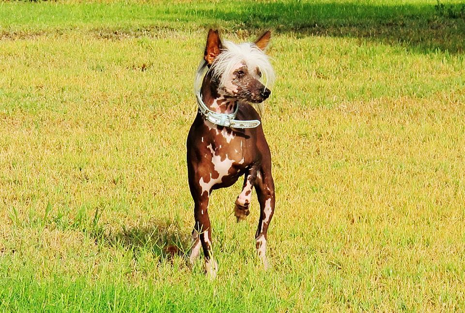 Chassuer la Nuit de volcancrest