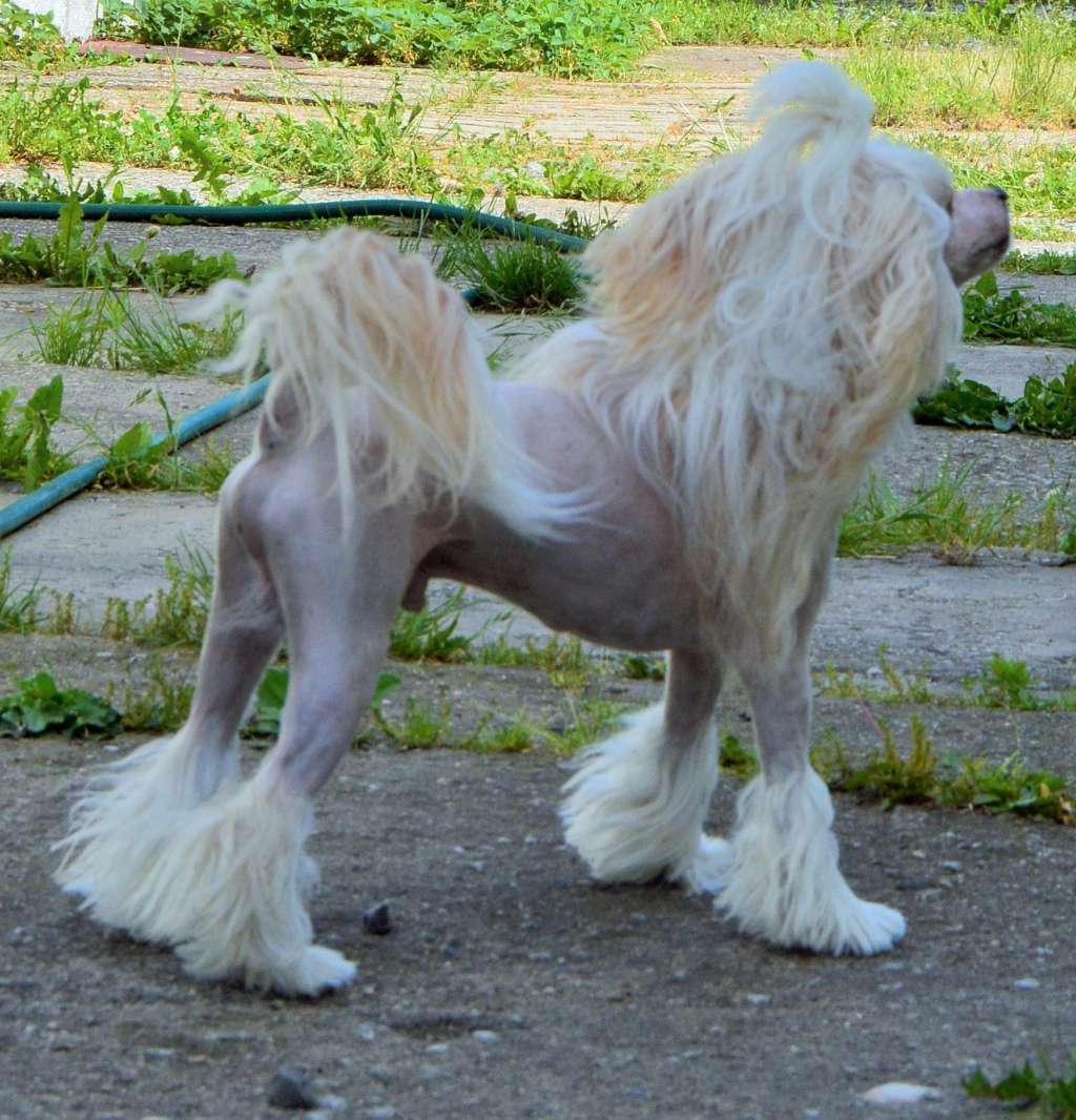 Faramir Queen Malverne