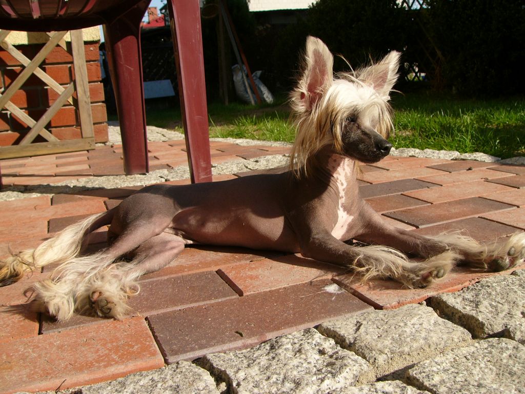  Gigi La Caline Sasima