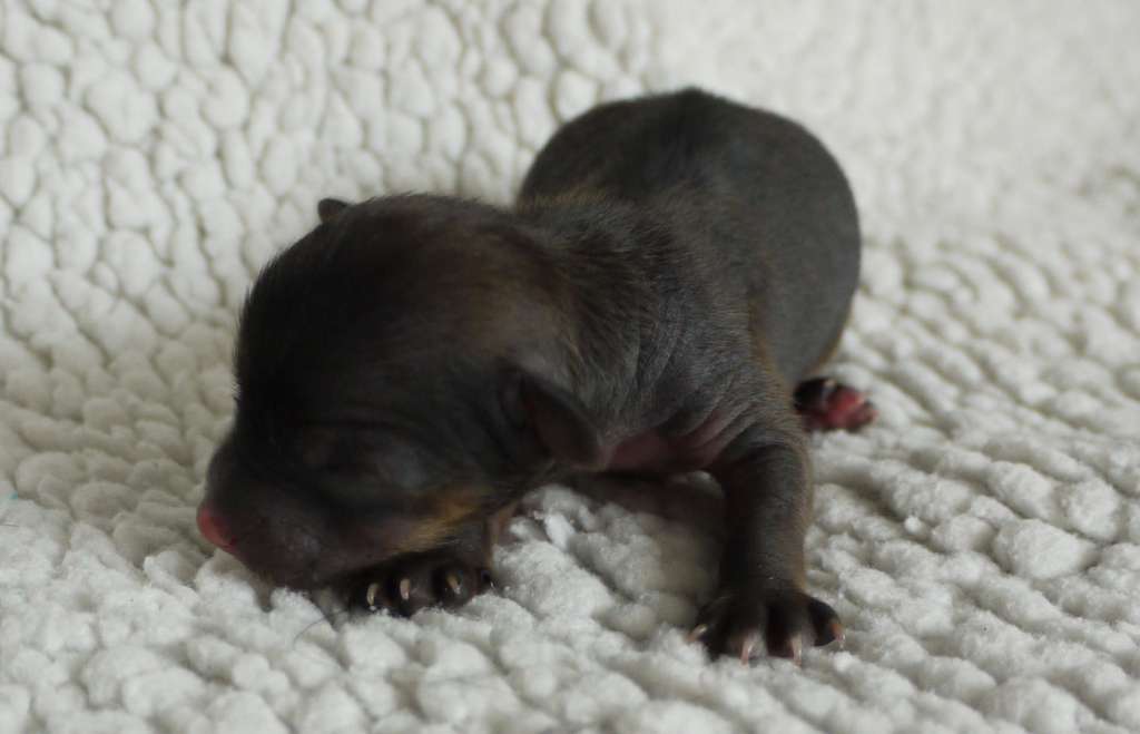 wana-wayside little charmings