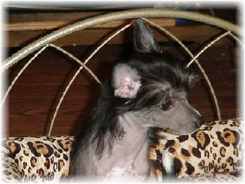 Krayons Silver Swirls At Bourbon Street