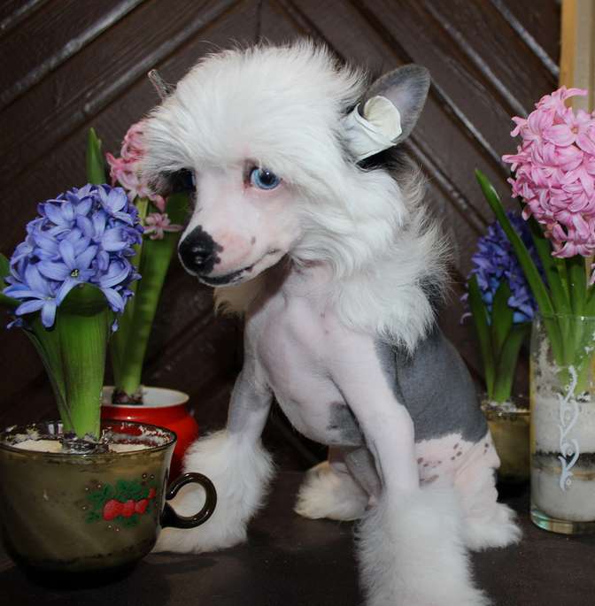 Angel O'Check Batman.