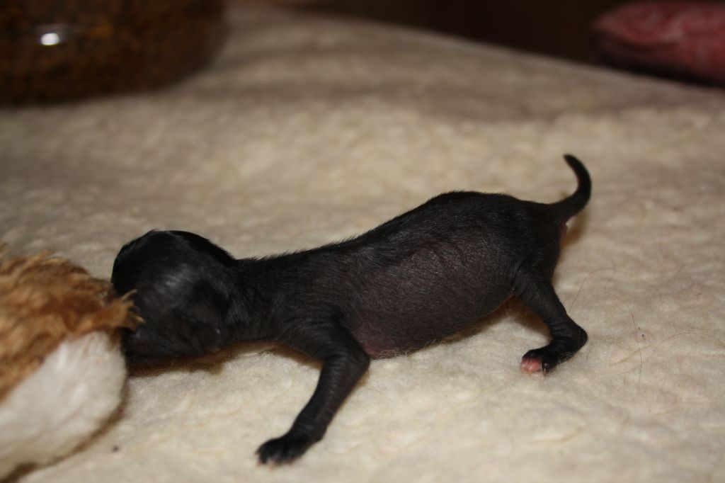 Charuyuschiy Soblazn Elau