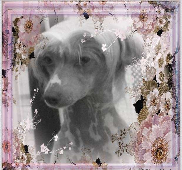 Black Magic.'s Miss Fluffy