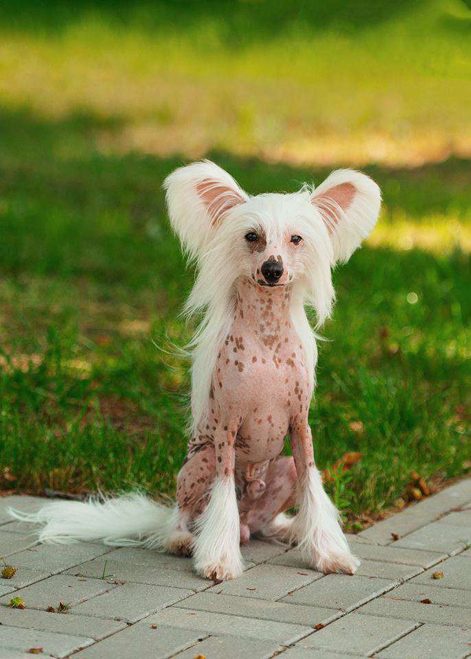 Naimuluna Line Irwin Shaw