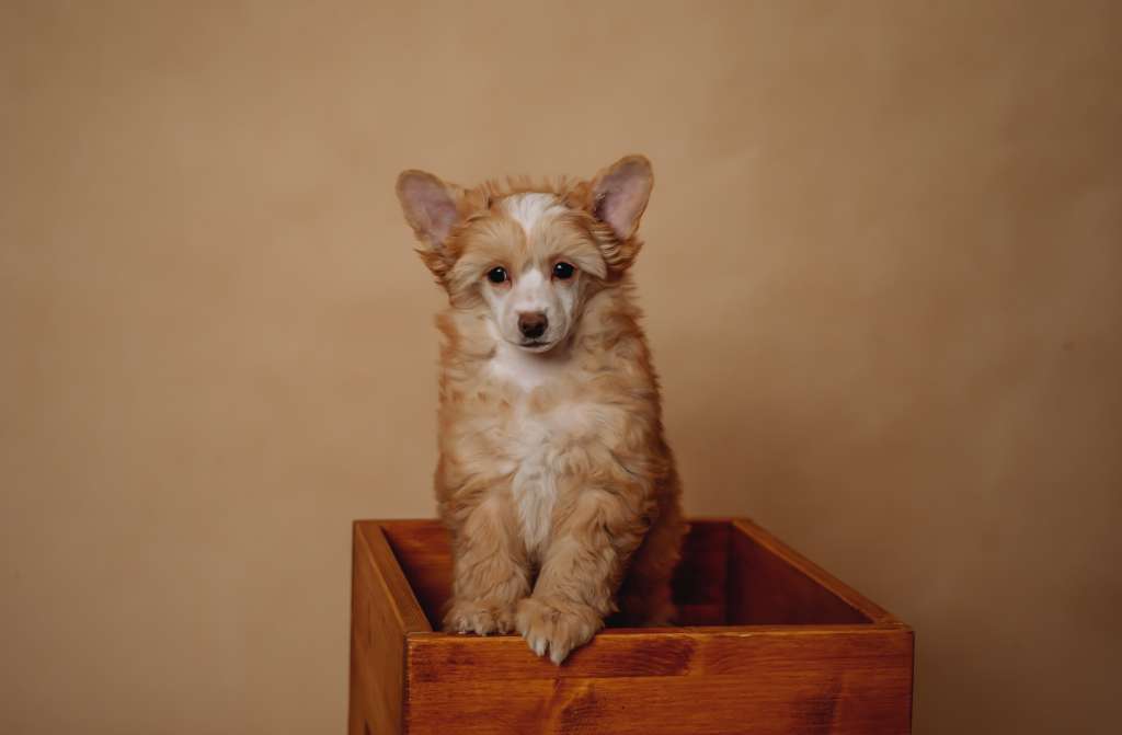 Emiliana Cerberus Crumerum