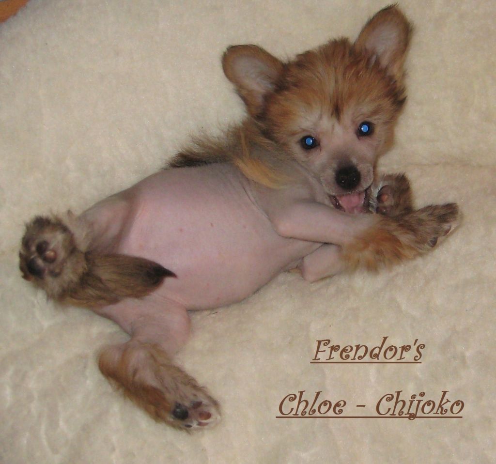 Frendor's Chloe Chijoko