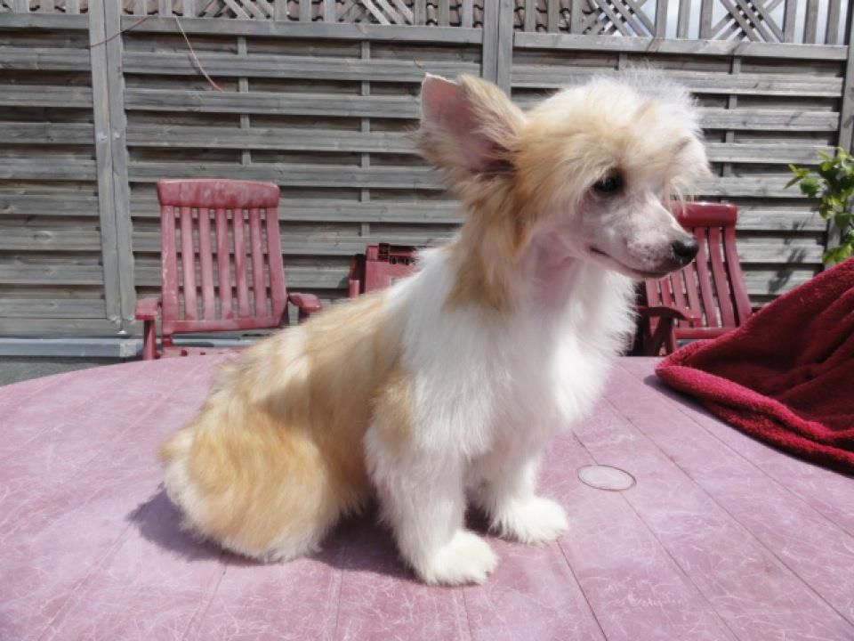 Frendor's Golden Gate