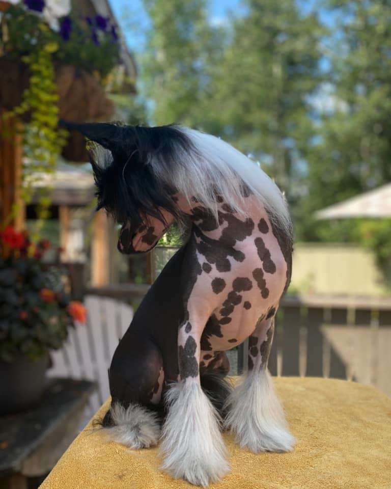 Taja the legend of Zora