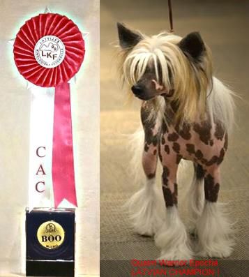 Quaint Warrior Epocha