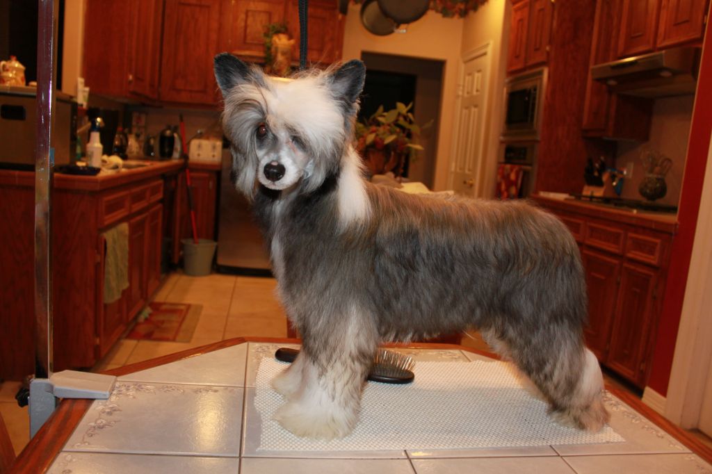 Bolak's Dancing In The Moonlight