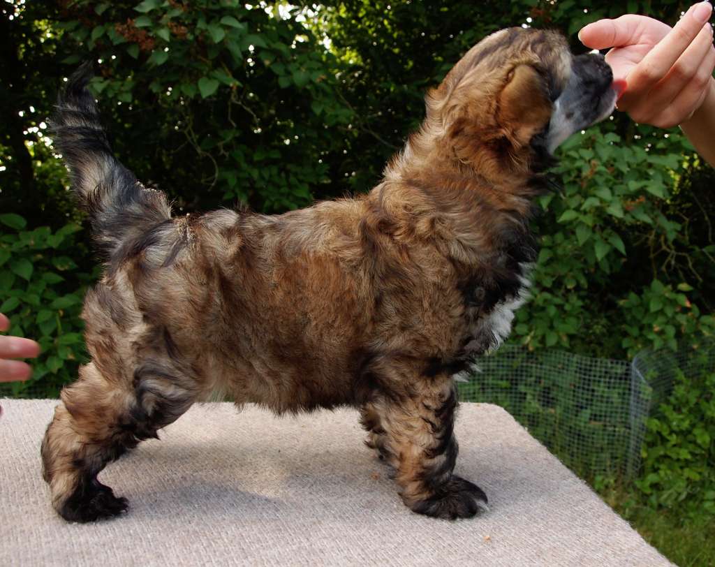 Lusiras Fuzzy Wuzzy Magic Cake