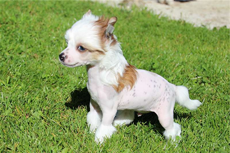 Leader of my Heart des Zéphyrs de l'Olympe