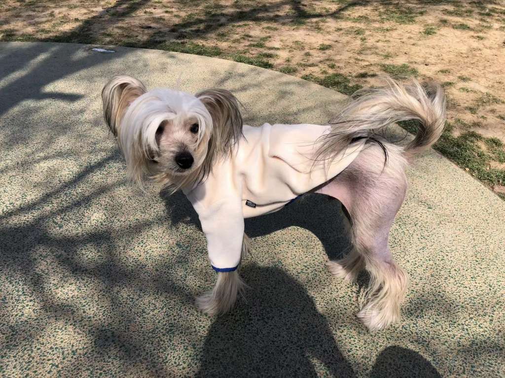 Rosa sinensis of Mbb