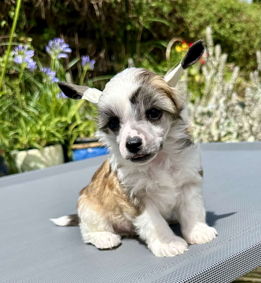 U Casanova von Shinbashi