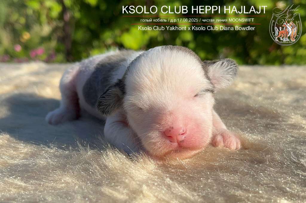 Ksolo Club Heppi Hajlajt