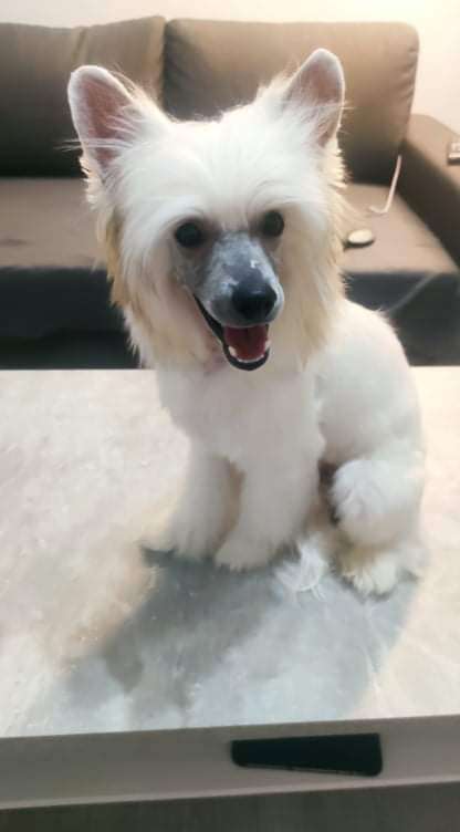 Eldorado Crystal Ice