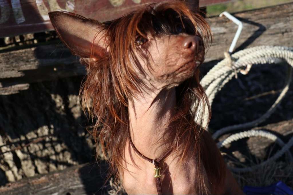 Muso Grazioso Chica Boom