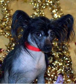 Beijai Faery Dance O Vanator