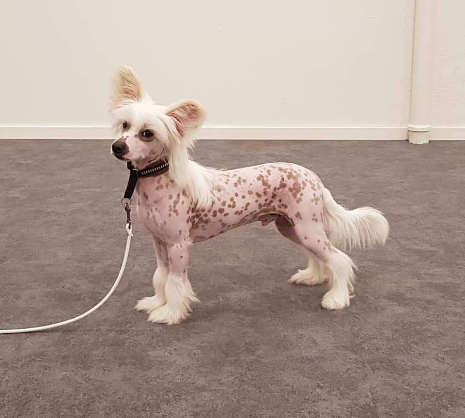 Tournais Moonshines N Smokes