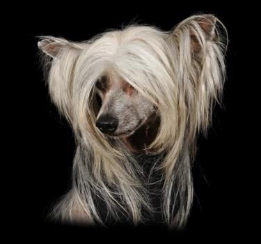 Hermes Little Champs