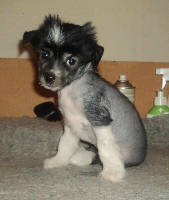 Rose of Aiden Shes A Mystery