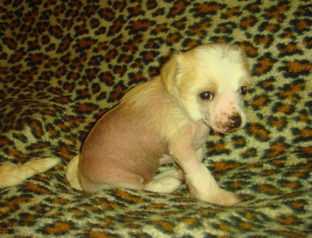 Irakliy Ise Bonus Westtai