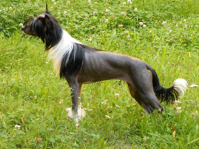 Dragonfly The Littel Baby de Almamasan