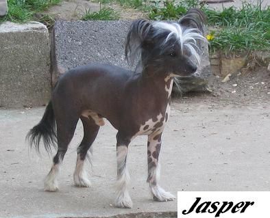 Unidog's Ponydog Jasper Loves