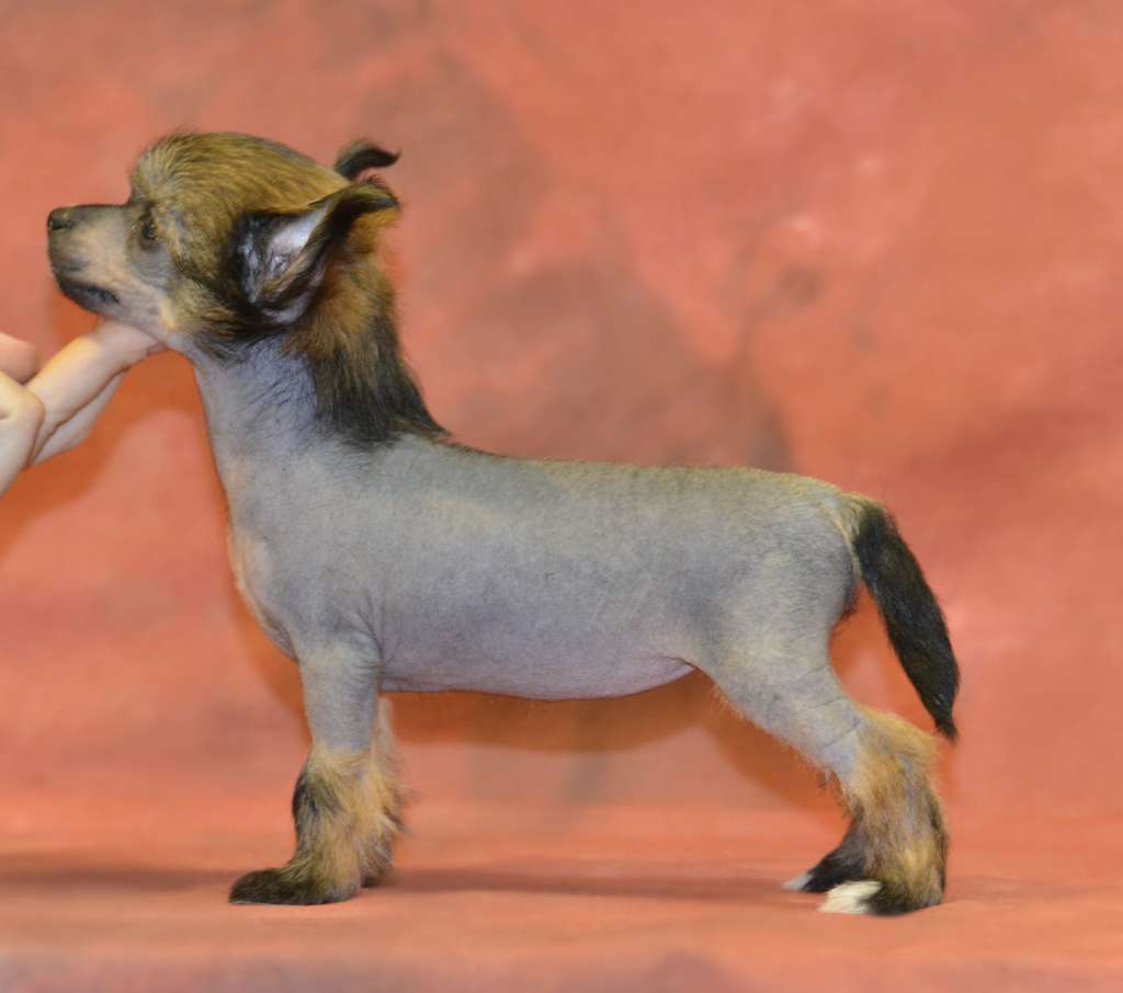 Legion Of Dream Mercedes