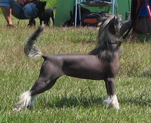 Zödra Gremlins Black Mamba