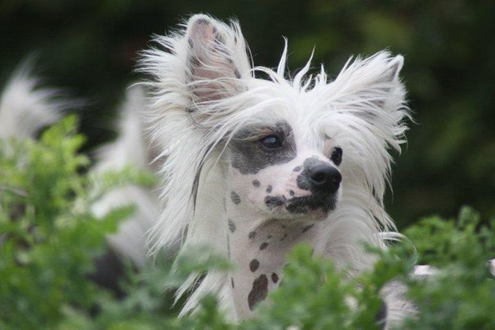 I Sato Little Champs