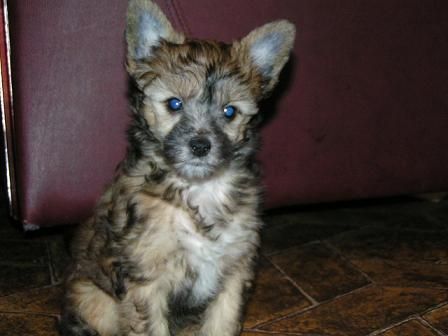 Lucky Line's Fabulous Sensation