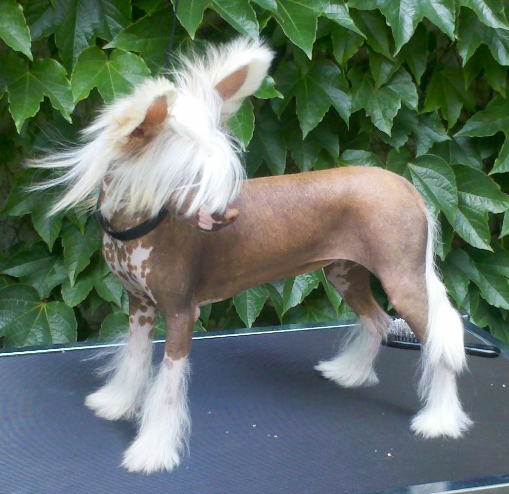 Little Cc Pony's Ally