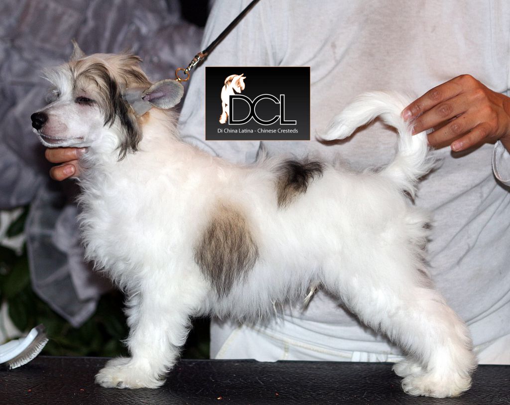 El Chino Latino Di China Latina