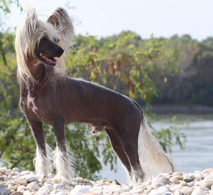 Family Song's Union Jack